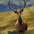  Red Deer Stag, Scottish Highlands