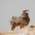  Bighorn Sheep 
