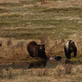 Grizzly on bison carcass