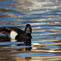  Tufted Duck, Male