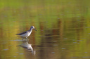  Common Greenshank