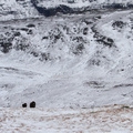 Musk Ox cow and calf