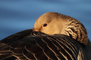 Greylag Goose