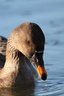 Taiga Bean-Goose