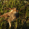  White-tailed Jack Rabbit