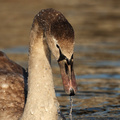  Mute Swan
