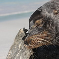 Galápagos sea lion