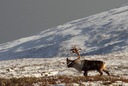 Wild Reindeer buck