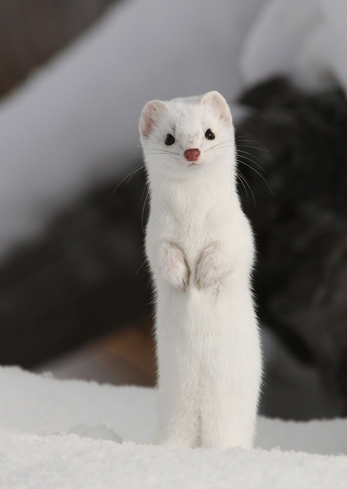 Short-tailed Weasel 