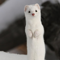 Short-tailed Weasel 