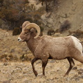 Bighorn Sheep 