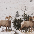Bighorn Sheep Rams