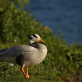 Bar-headed Goose