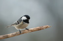 Coal Tit