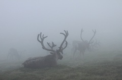  Reindeer herd in the Mist