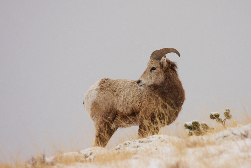 Bighorn-Sheep-5.jpg