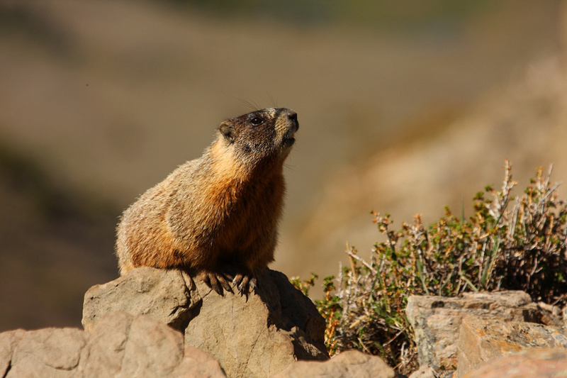 Marmot2.jpg