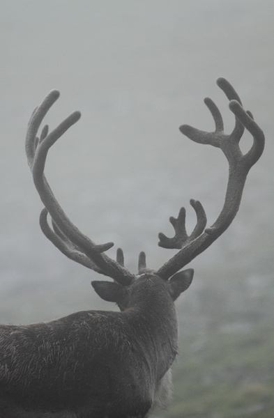 Wild Reindeer Buck in the Mist