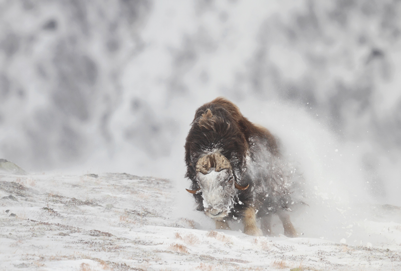 Musk Ox