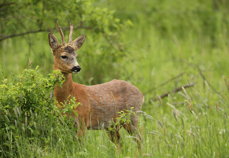 Roe Deer buck
