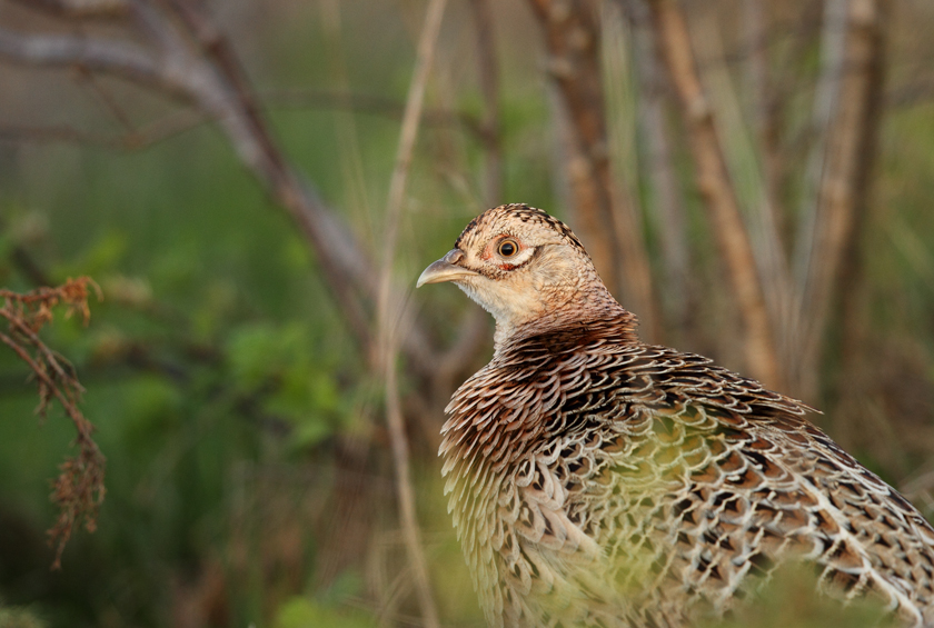 Pheasant (female)