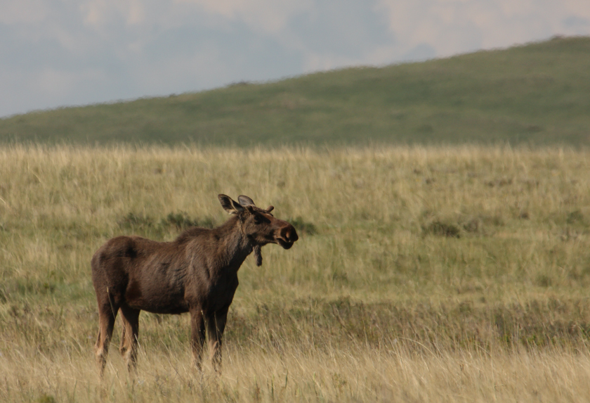 Prairie Moose