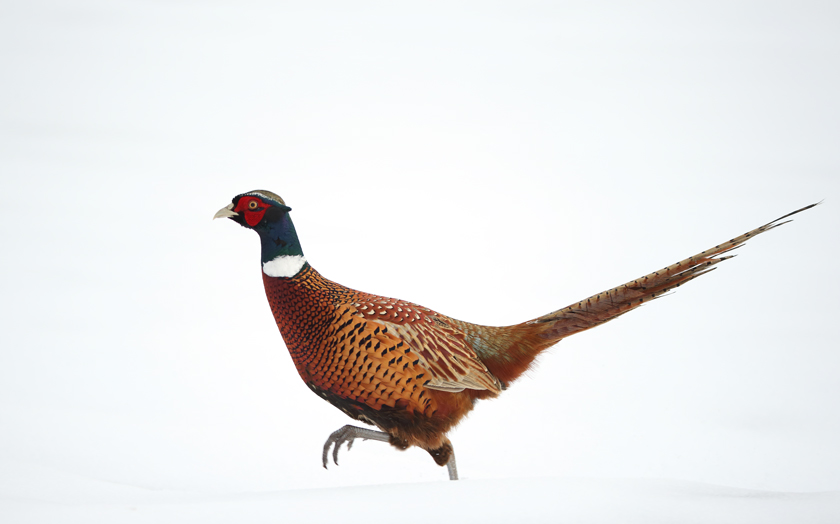 Pheasant (male)