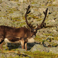 Large Reindeer Buck