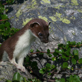  Short-tailed Weasel