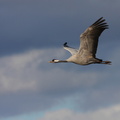 Common Crane 