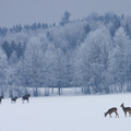 Roe deer and Moose
