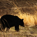  American Black Bear