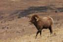  Bighorn Sheep