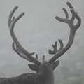 Wild Reindeer Buck in the Mist