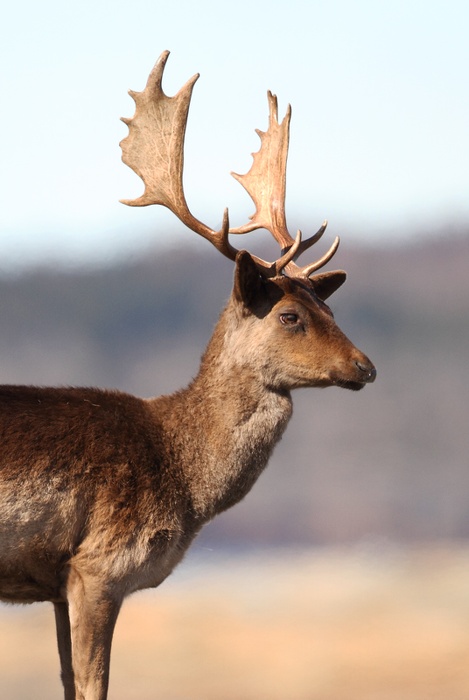 Fallow Deer buck