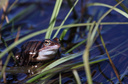 Moor Frog, Female