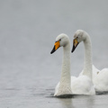  Whooper Swan