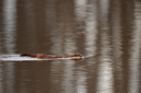 American Mink
