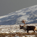 Wild Reindeer buck