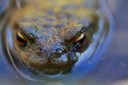 Common Toad