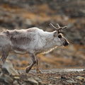 Svalbard Reindeer 