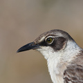  Galapagos Mockingbird 