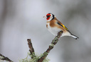 European Goldfinch 