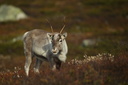 Wild Reindeer