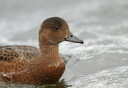 Eurasian Wigeon