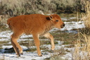 Bison calf