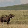 Prairie Moose