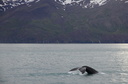 Humpback Whale
