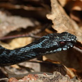 Common European Viper