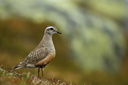Eurasian Dotterel